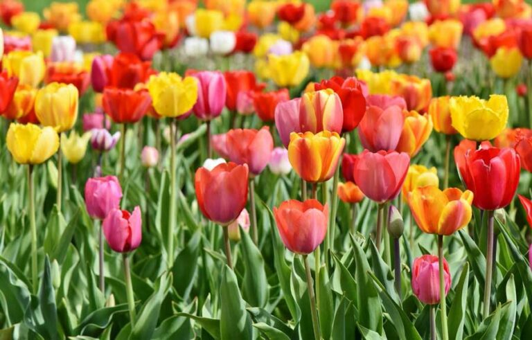 Tulipanes-foto